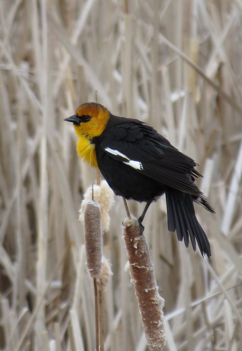 Yellow-headed Blackbird - ML97961021