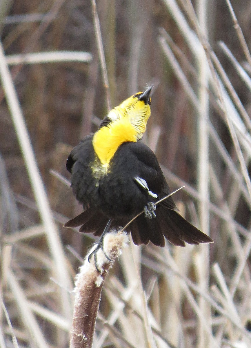 Yellow-headed Blackbird - ML97961081