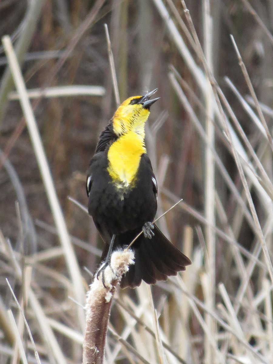 Yellow-headed Blackbird - ML97961101