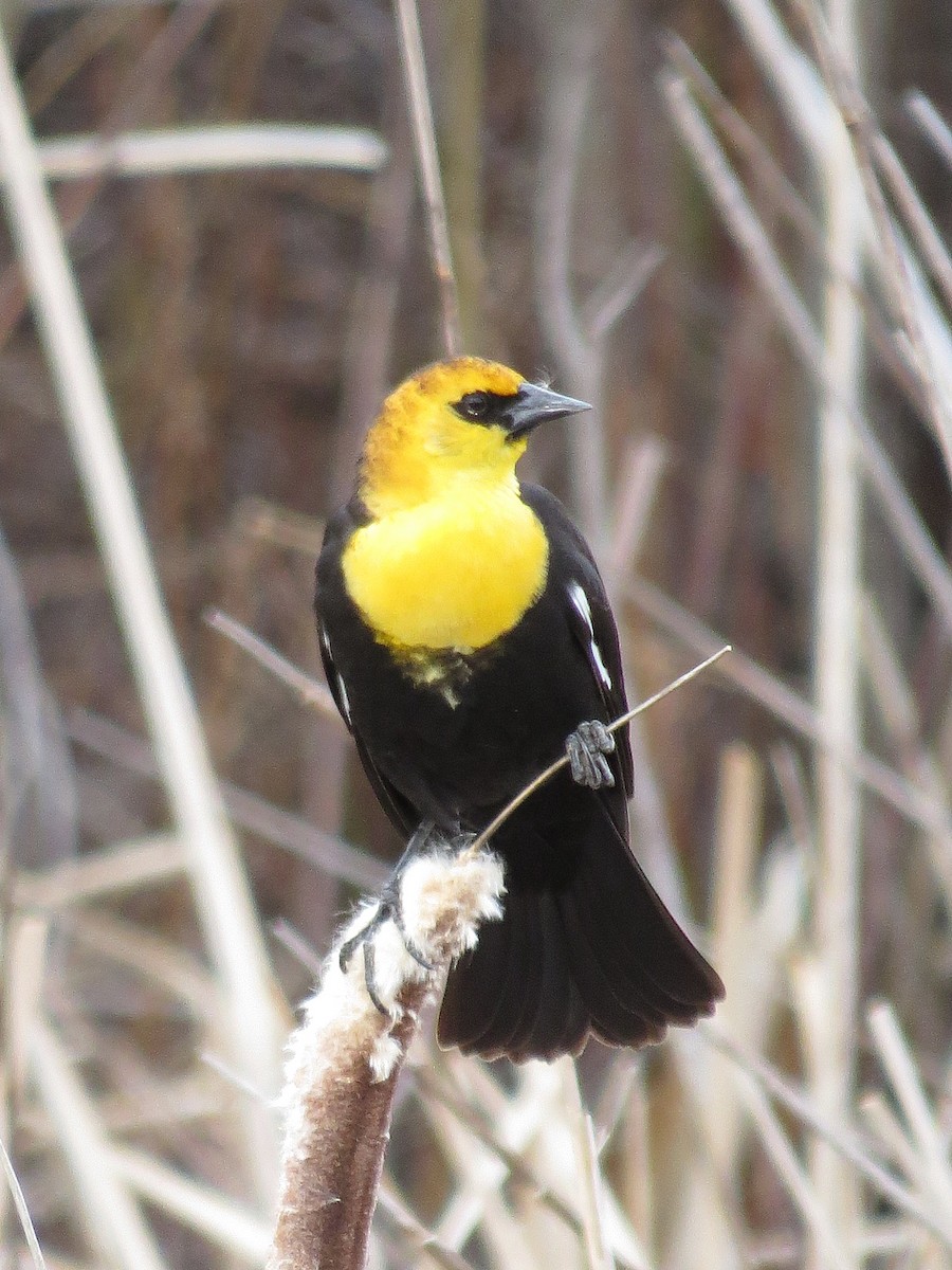 Yellow-headed Blackbird - ML97961111