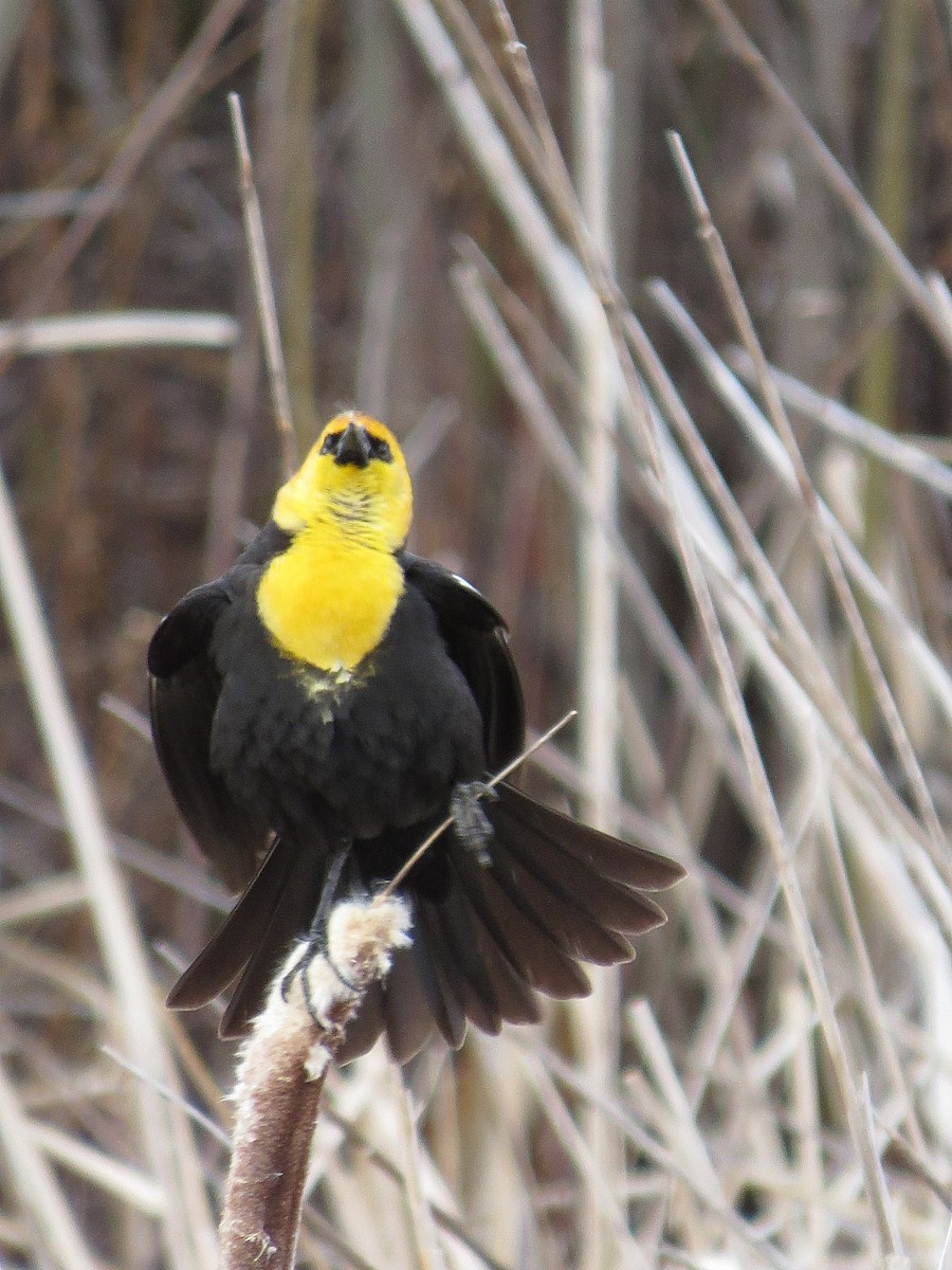 Yellow-headed Blackbird - ML97961121