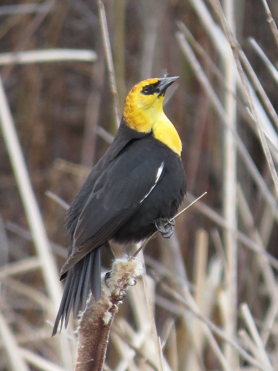 Yellow-headed Blackbird - ML97961131