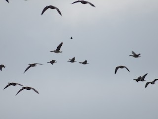 Greater White-fronted Goose, ML97962571