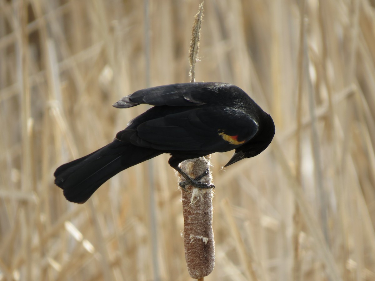 Red-winged Blackbird - Marya Moosman