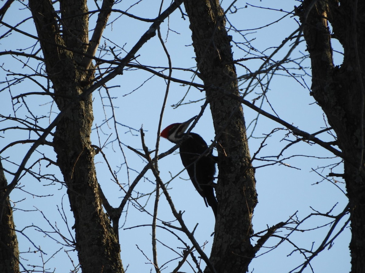 Pileated Woodpecker - Ron Dorscht