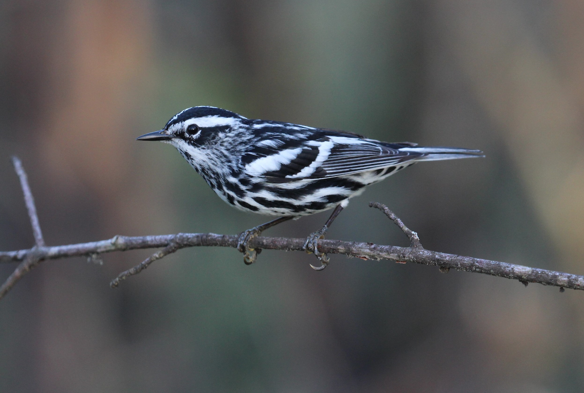 Black-and-white Warbler - ML97966271