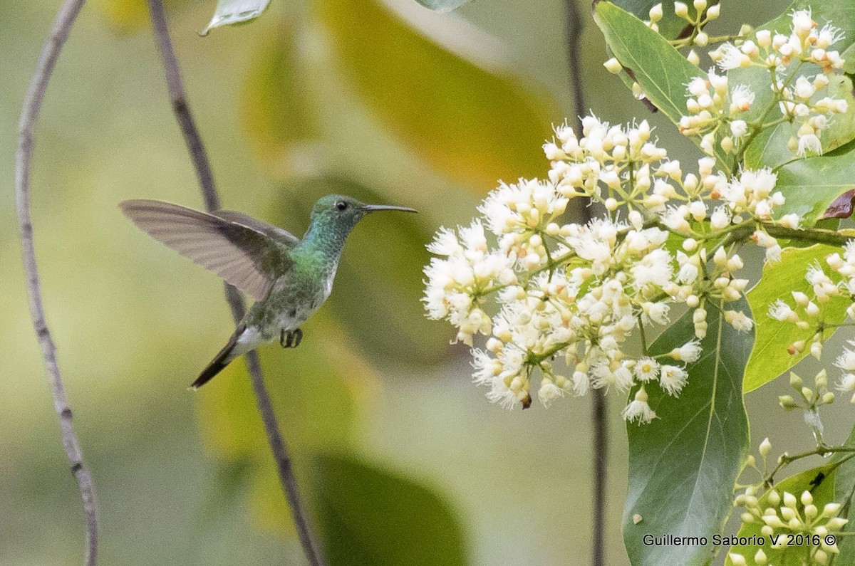 Mangrove Hummingbird - ML97967571