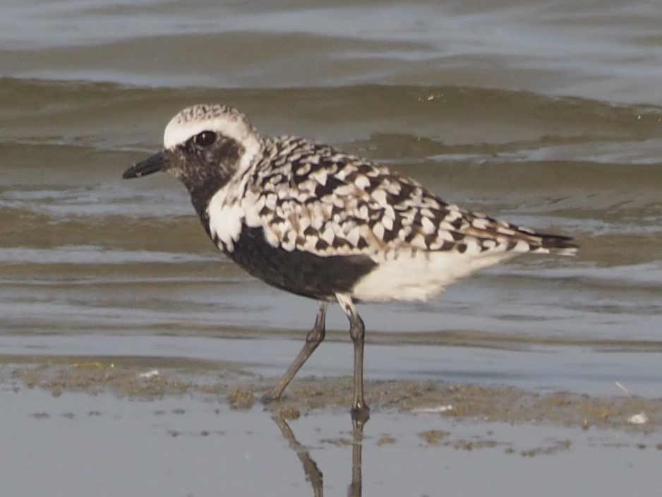 Black-bellied Plover - Jeff Sims
