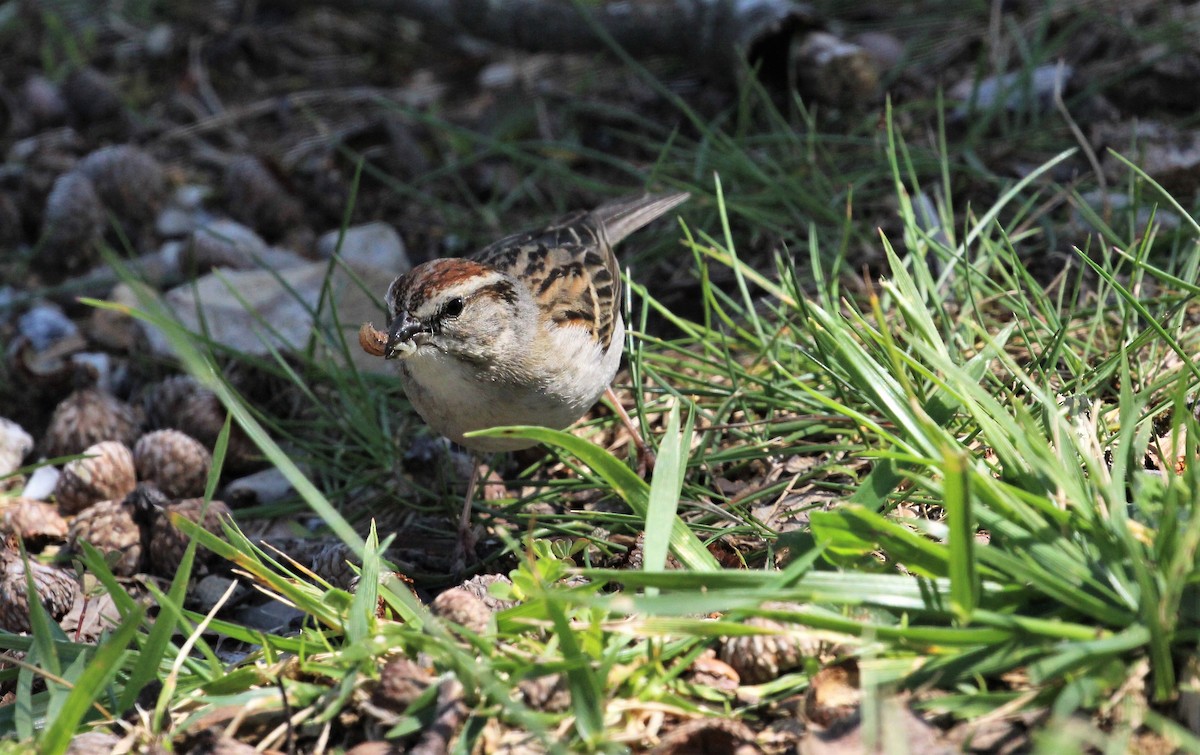 Chipping Sparrow - ML97970081