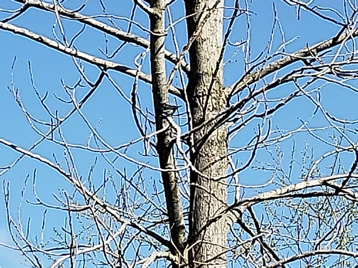 Black-throated Gray Warbler - ML97971381