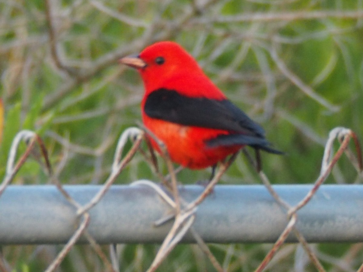 Scarlet Tanager - ML97974001