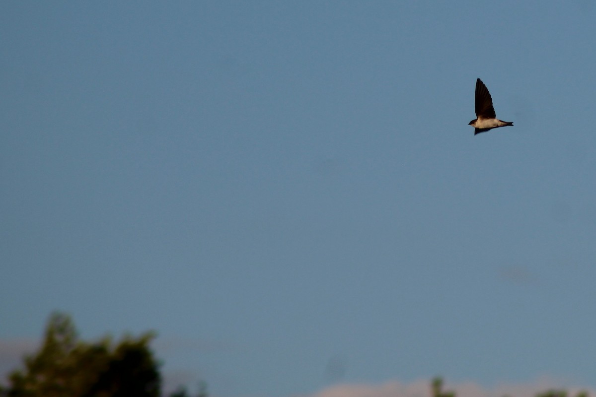Northern Rough-winged Swallow - ML97977381