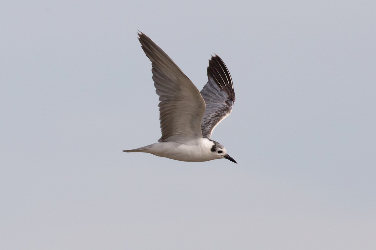 White-winged Tern - Kym Nicolson
