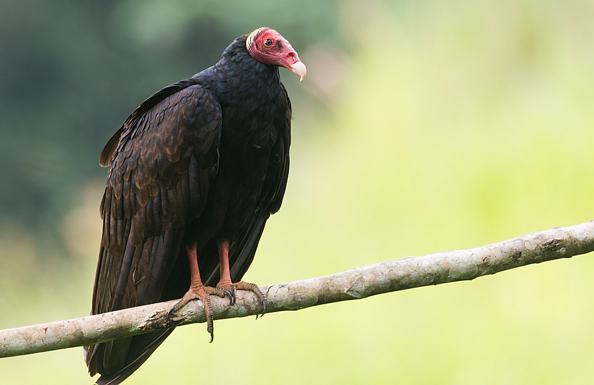 Turkey Vulture - Victor Guaillas Poma