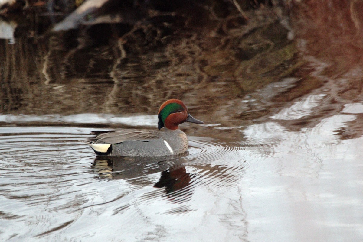 Green-winged Teal - ML97980751