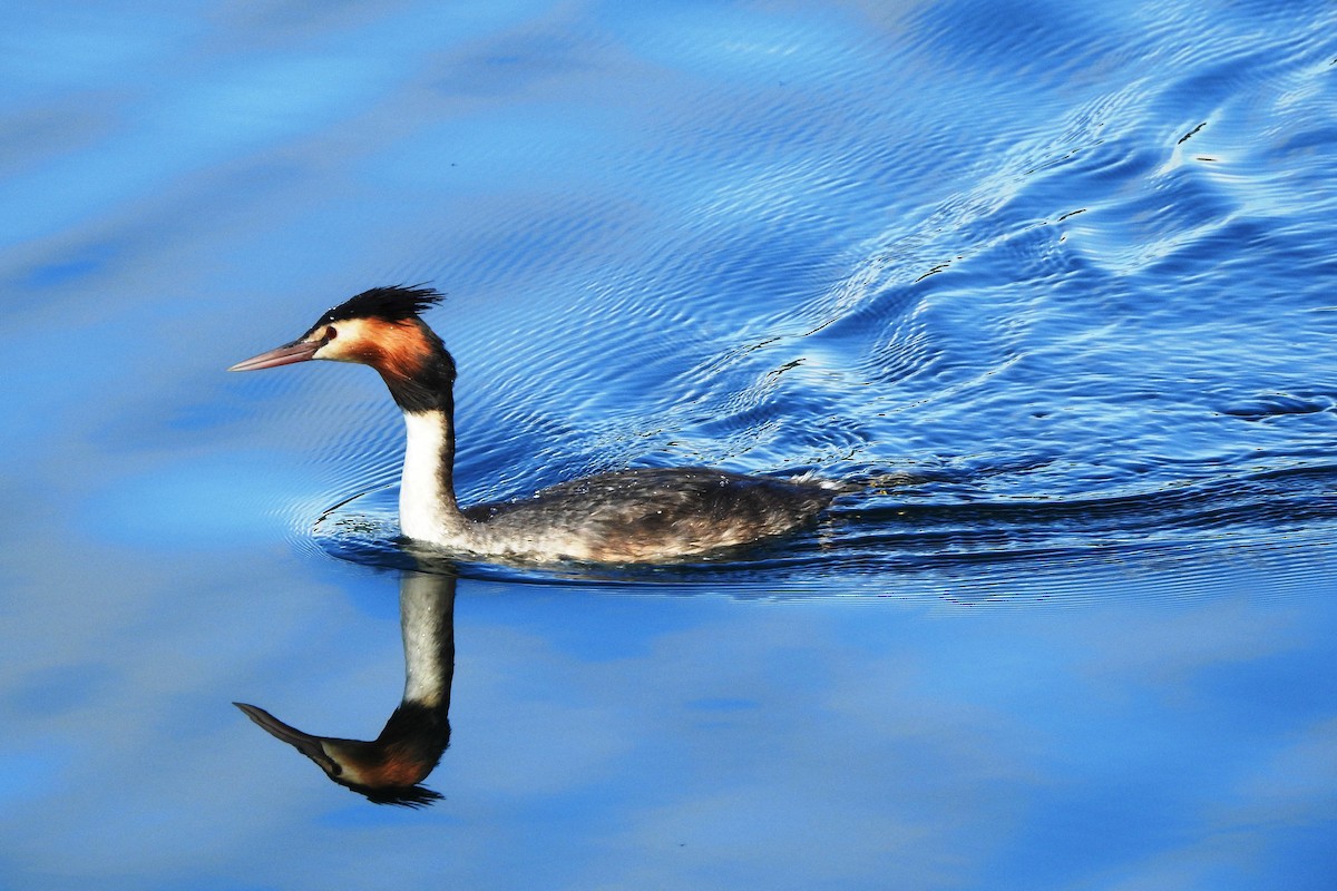 Great Crested Grebe - Chris Storrie