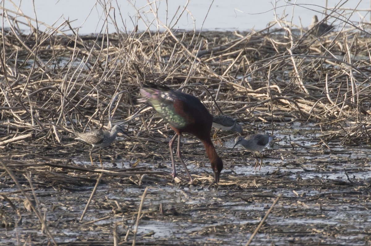Glossy x White-faced Ibis (hybrid) - Michael Todd