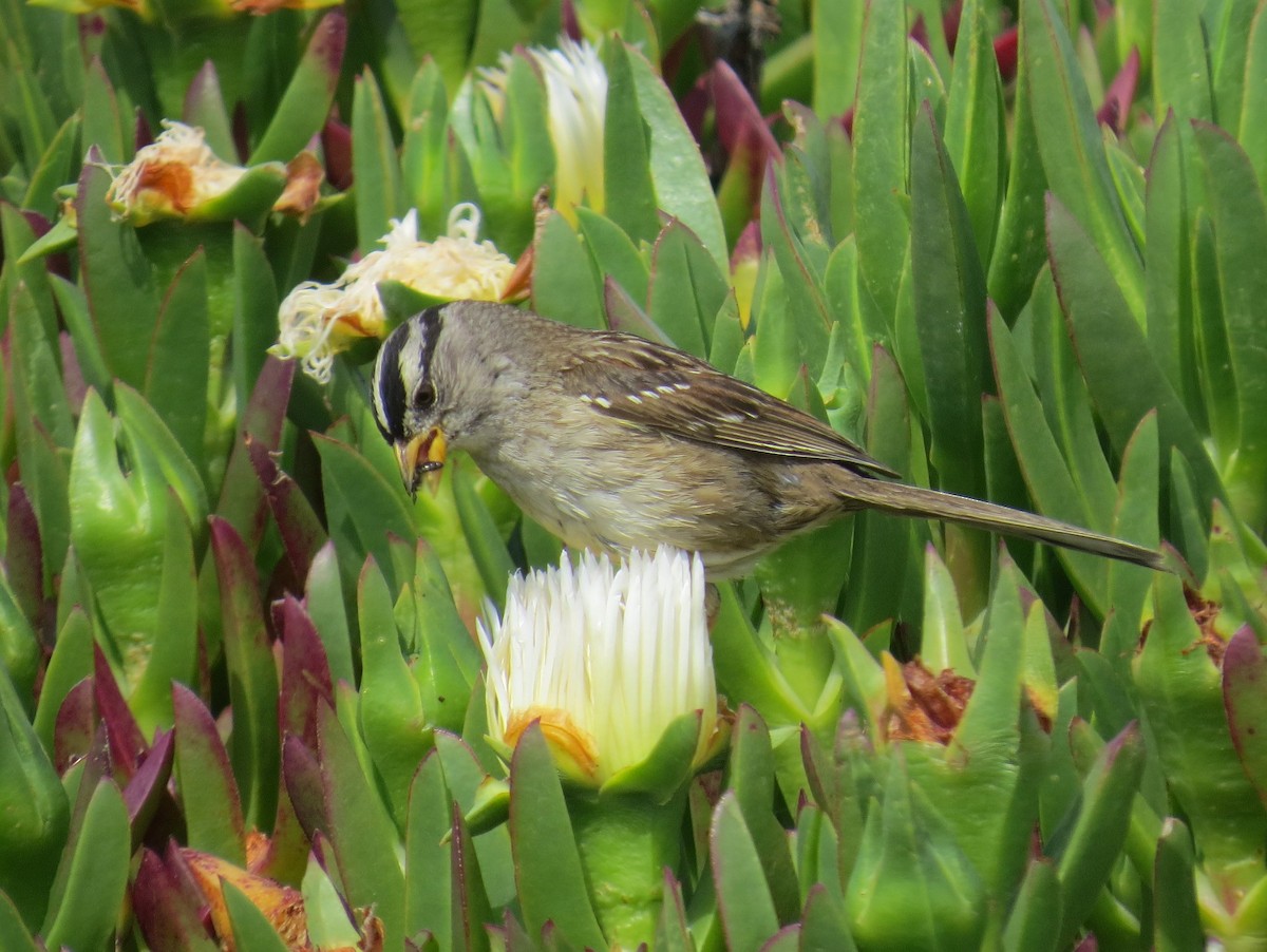 White-crowned Sparrow (nuttalli) - ML97991951
