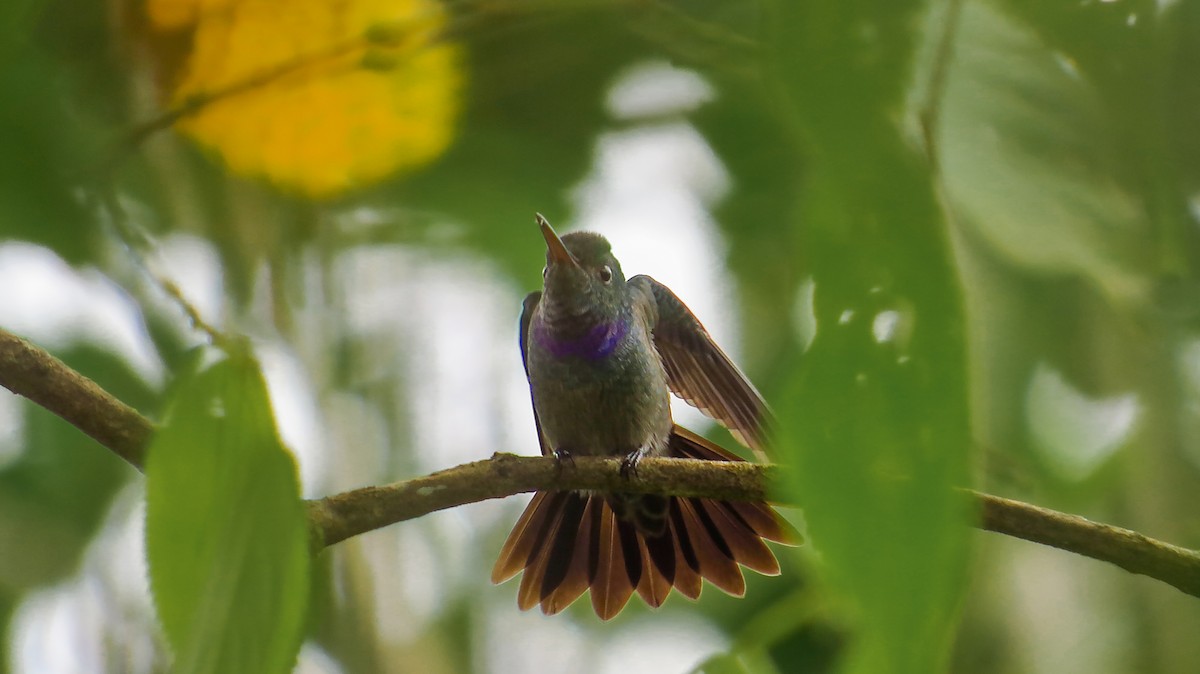Blue-chested Hummingbird - Jorge Muñoz García   CAQUETA BIRDING