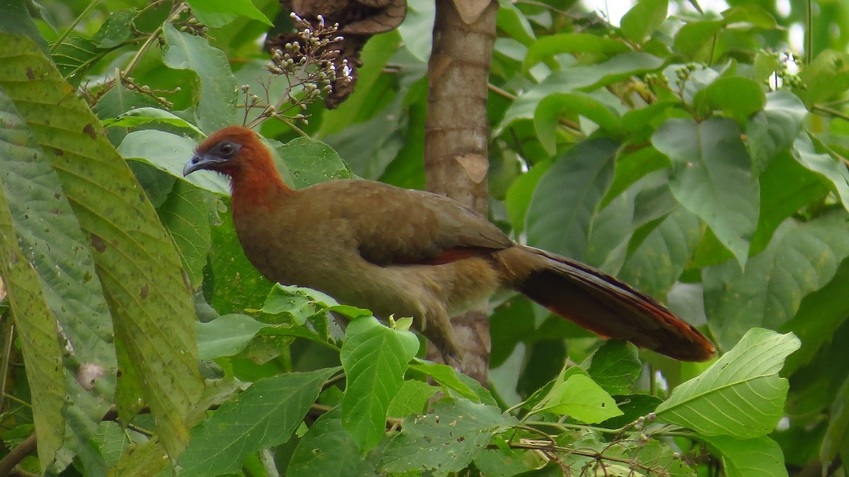 Rufous-headed Chachalaca - Jorge Muñoz García   CAQUETA BIRDING