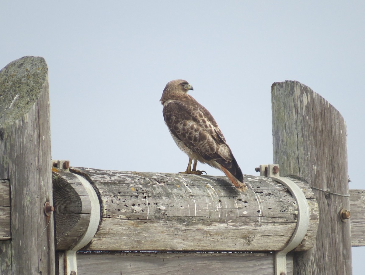 Red-tailed Hawk - ML97993541