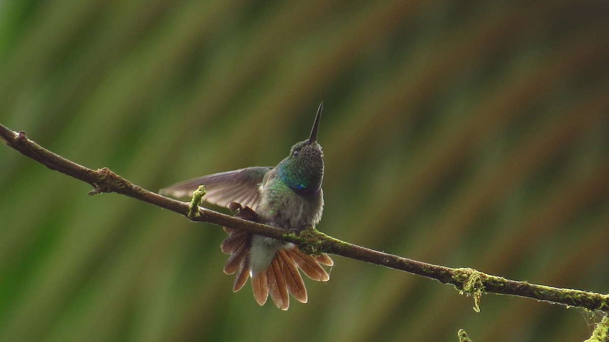 Purple-chested Hummingbird - Jorge Muñoz García   CAQUETA BIRDING