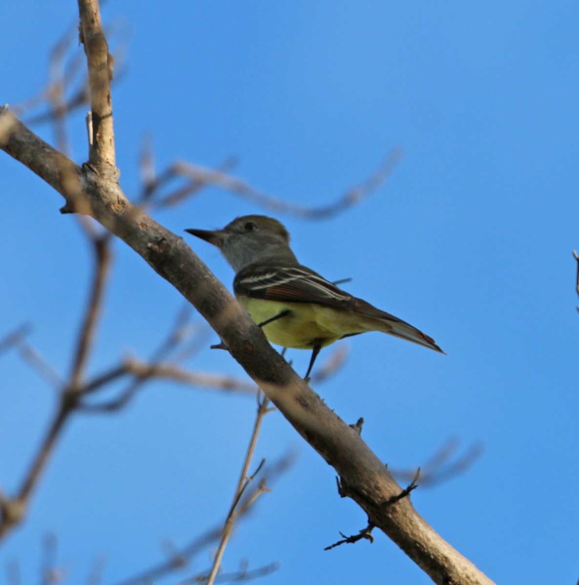 Great Crested Flycatcher - ML97994581