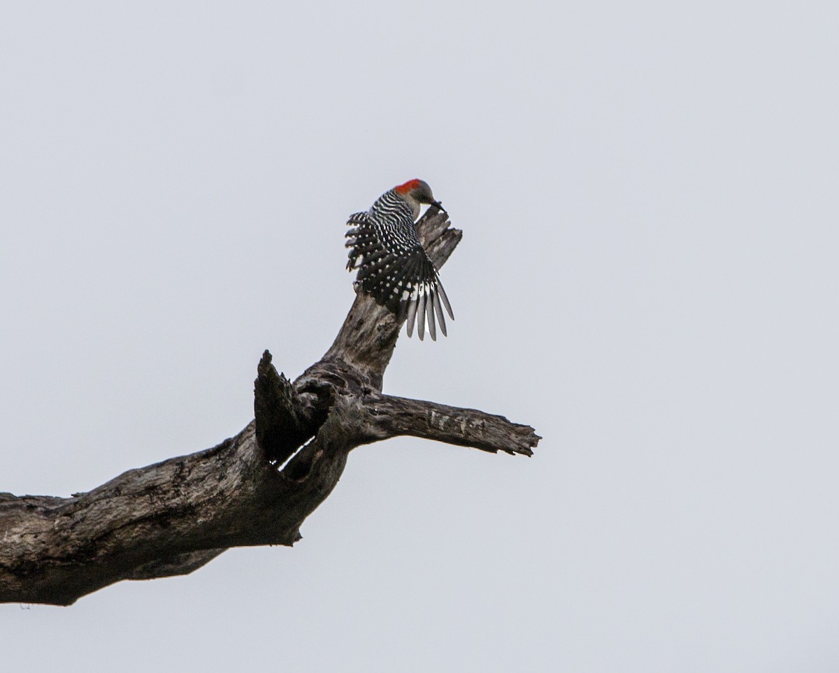 Red-bellied Woodpecker - Norman Pillsbury