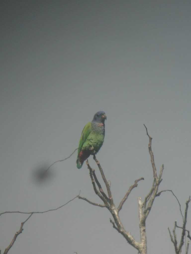 Blue-headed Parrot - ML97995901