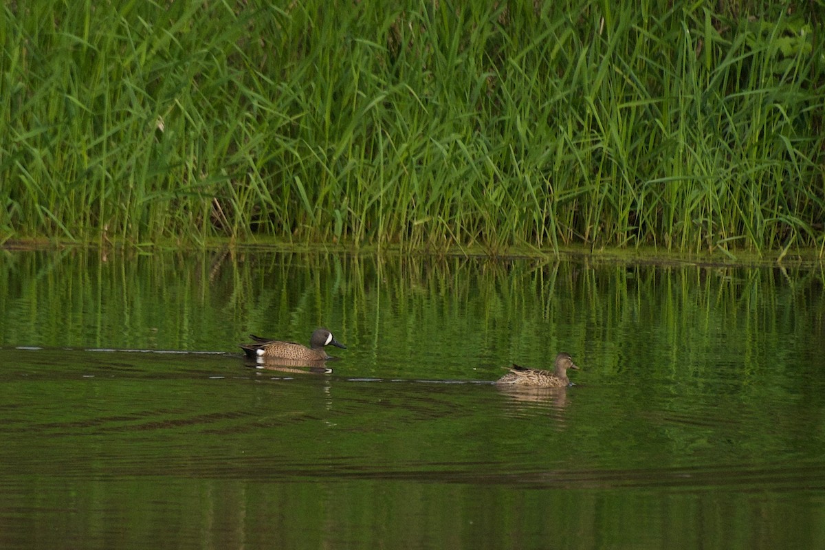 Blue-winged Teal - ML97996141