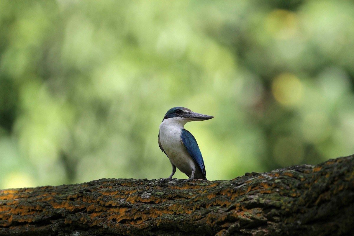 Collared Kingfisher - Kian Guan Tay