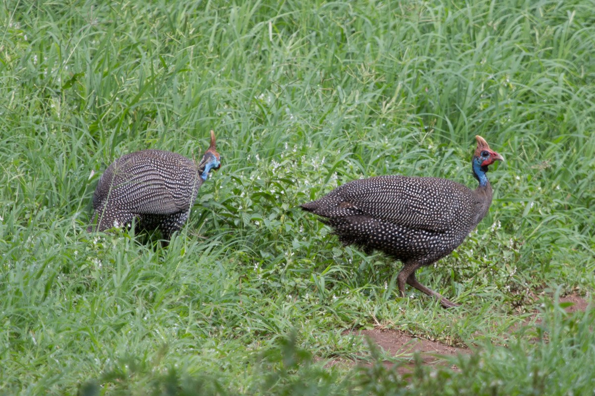 Helmeted Guineafowl - Lindy Fung