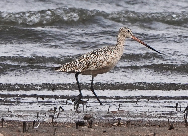 Marbled Godwit - Arden Anderson