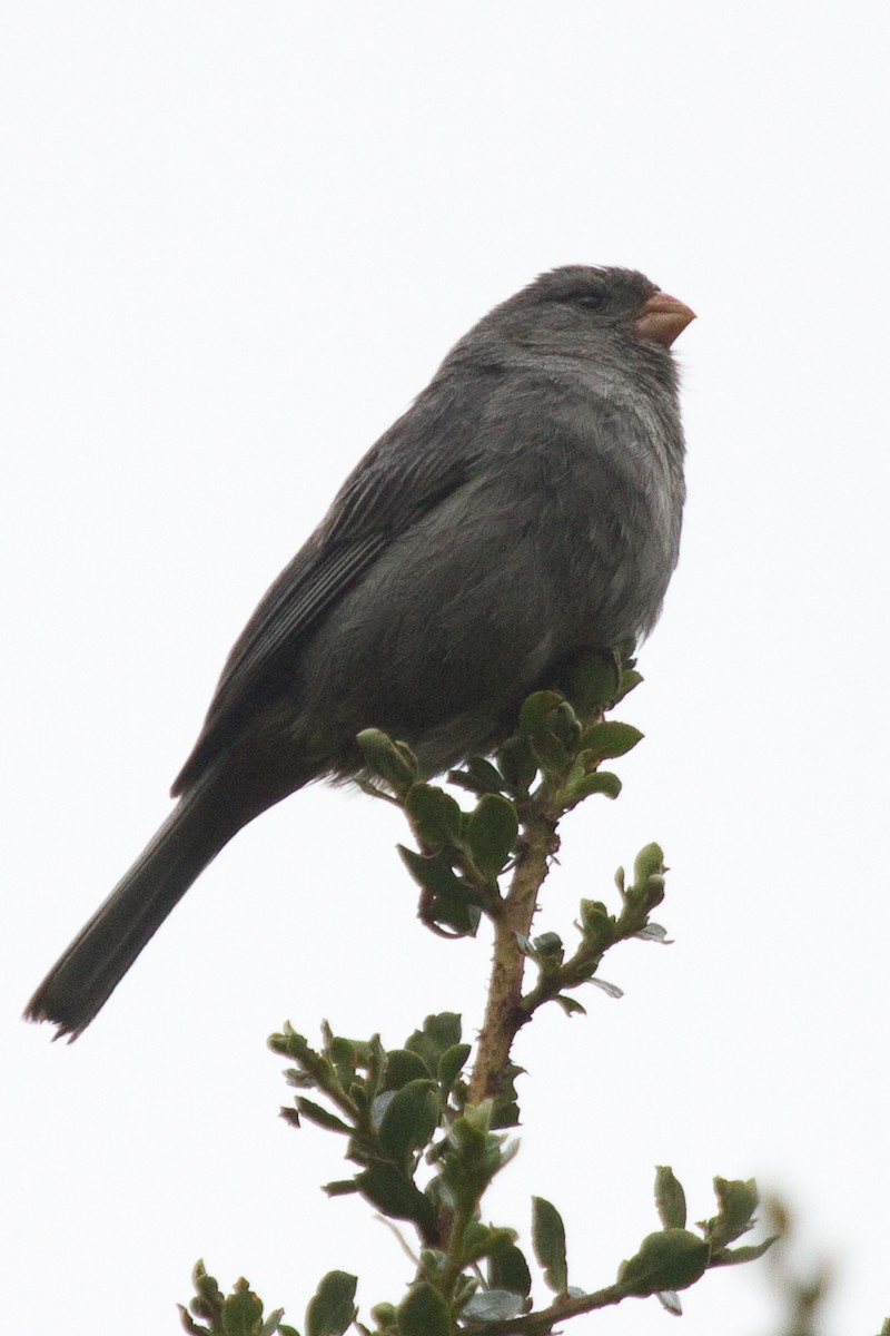 Plain-colored Seedeater - ML97997671