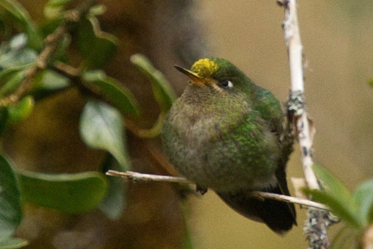 Scaled Metaltail - ML97997741