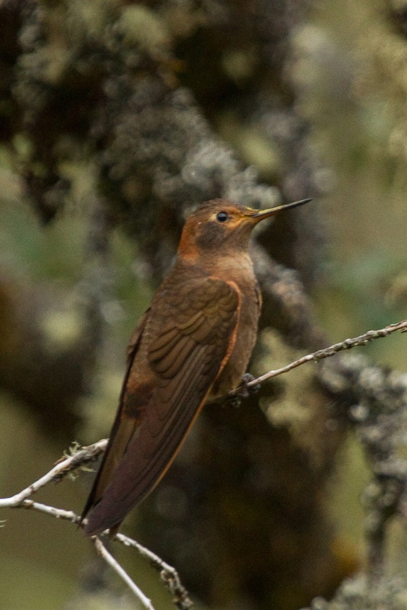 kolibřík duhovohřbetý - ML97997761