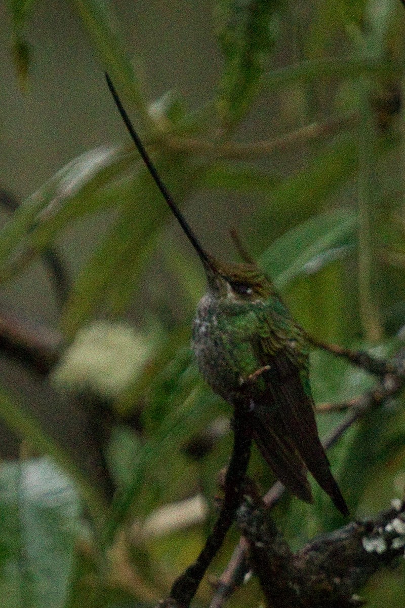 Sword-billed Hummingbird - ML97997781