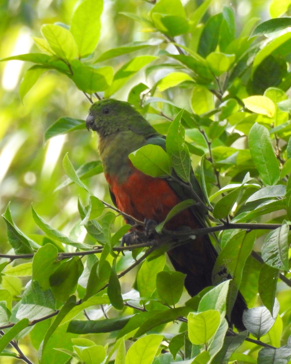 Australian King-Parrot - ML97998121