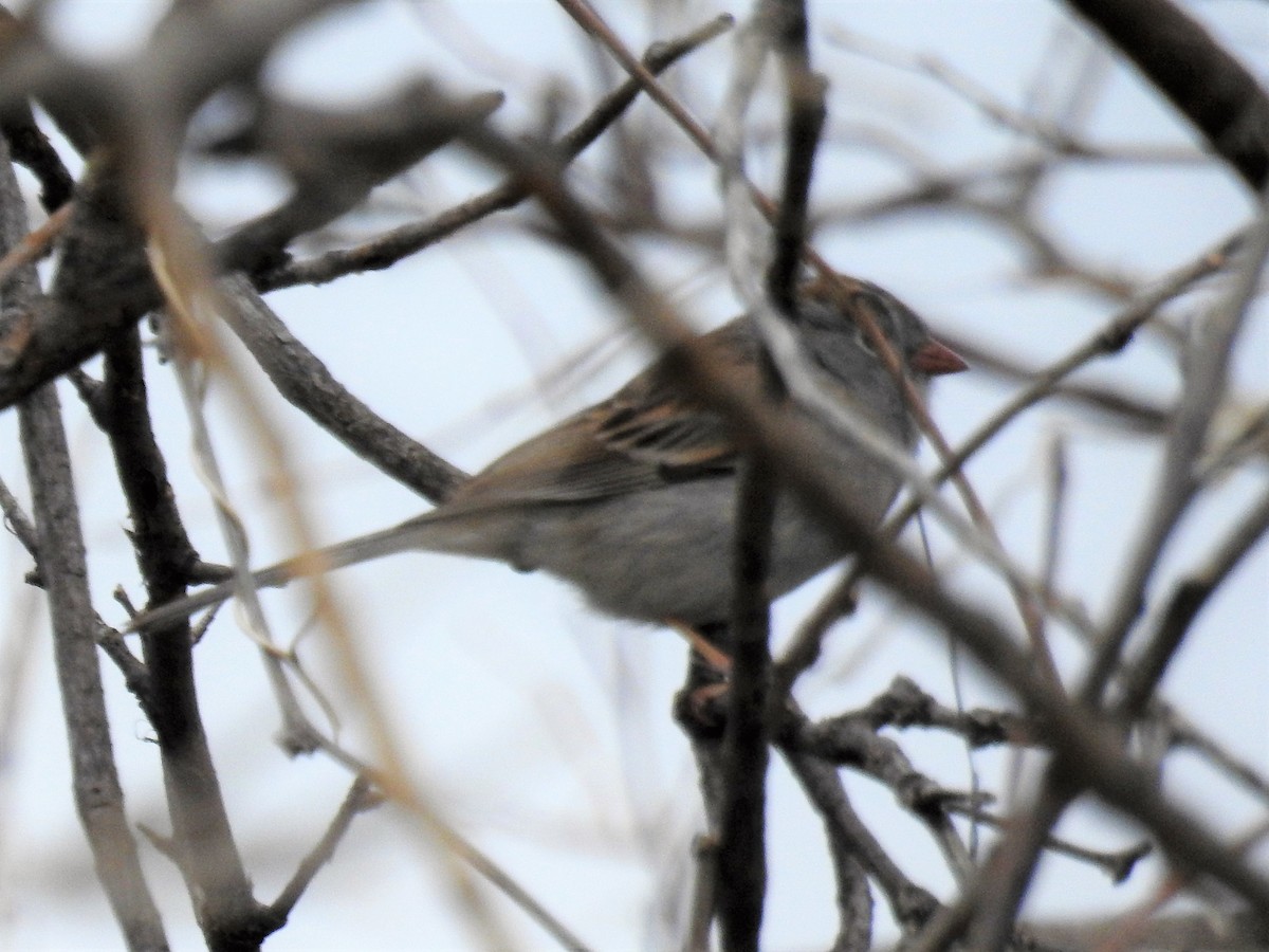 Field Sparrow - Tina Toth