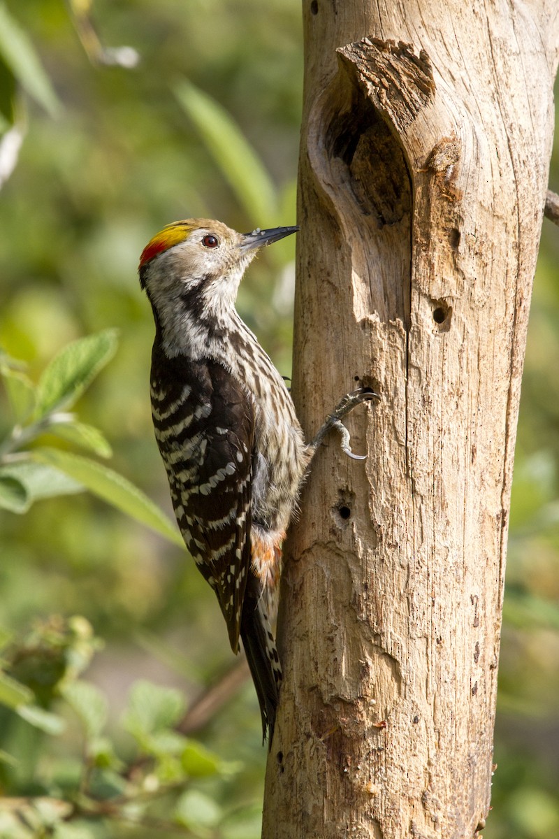 Brown-fronted Woodpecker - ML97999871