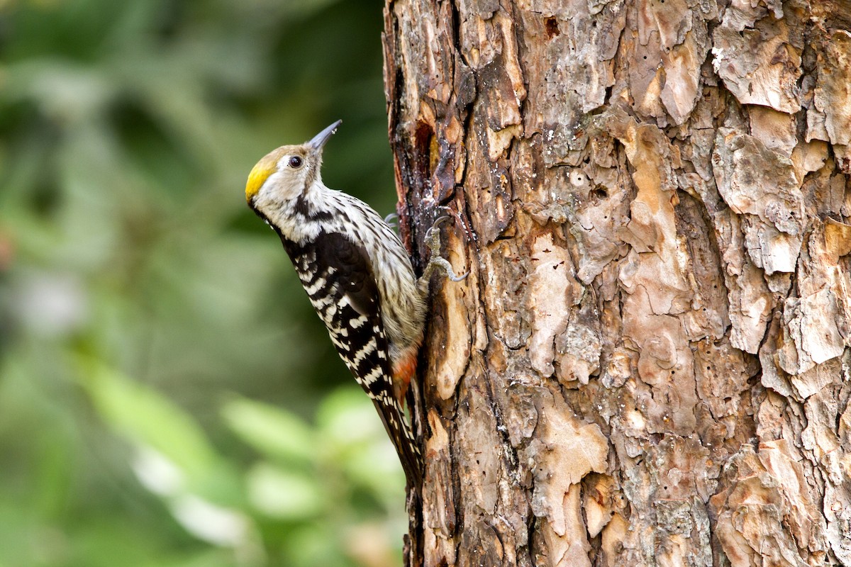 Brown-fronted Woodpecker - ML97999891