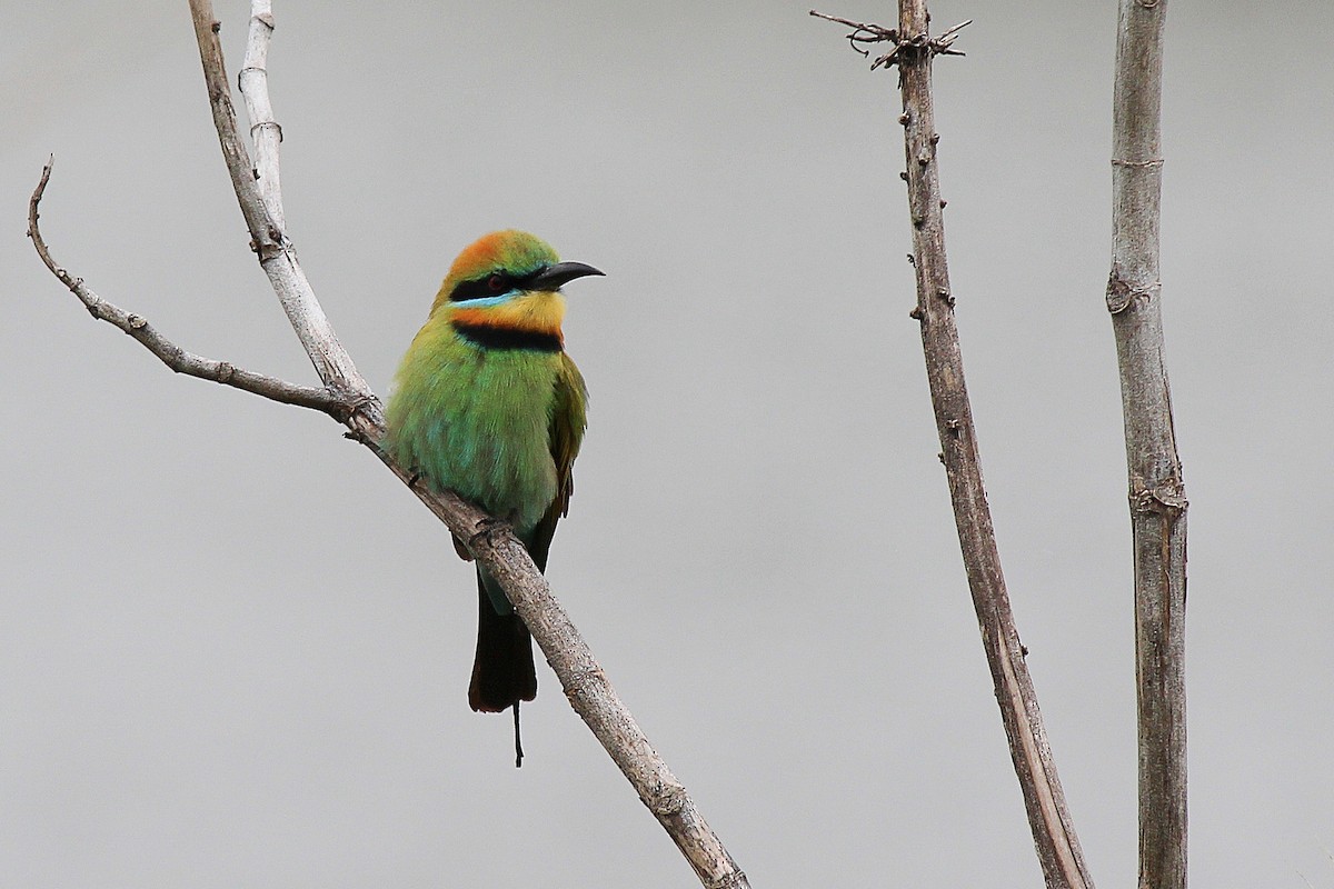 Rainbow Bee-eater - ML98002001