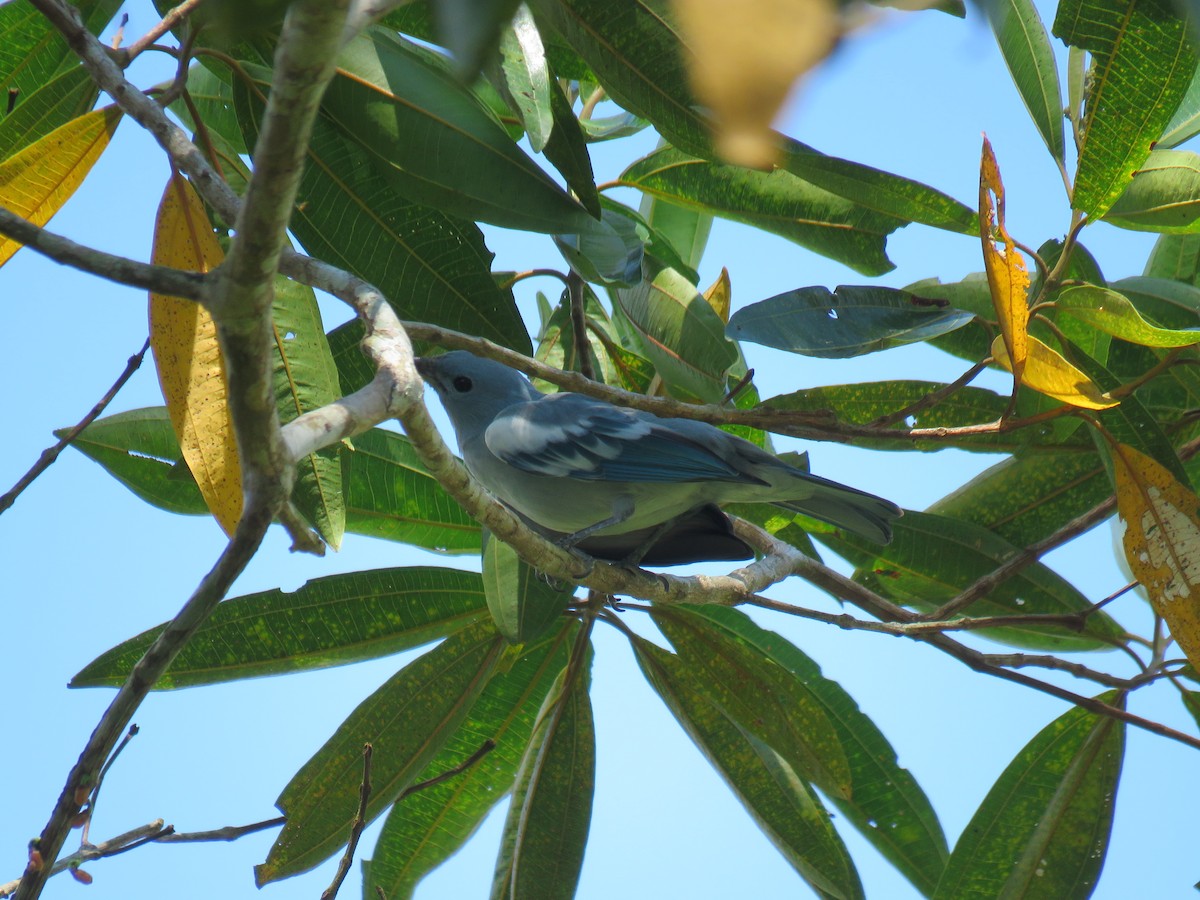 Blue-gray Tanager - ML98002131