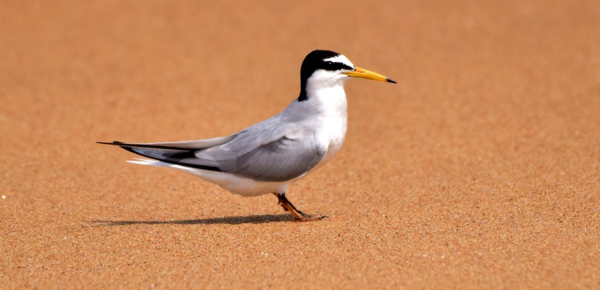 Little Tern - mathew thekkethala