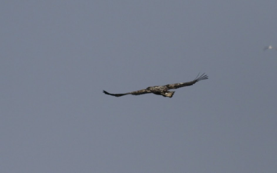 White-tailed Eagle - ML98007351