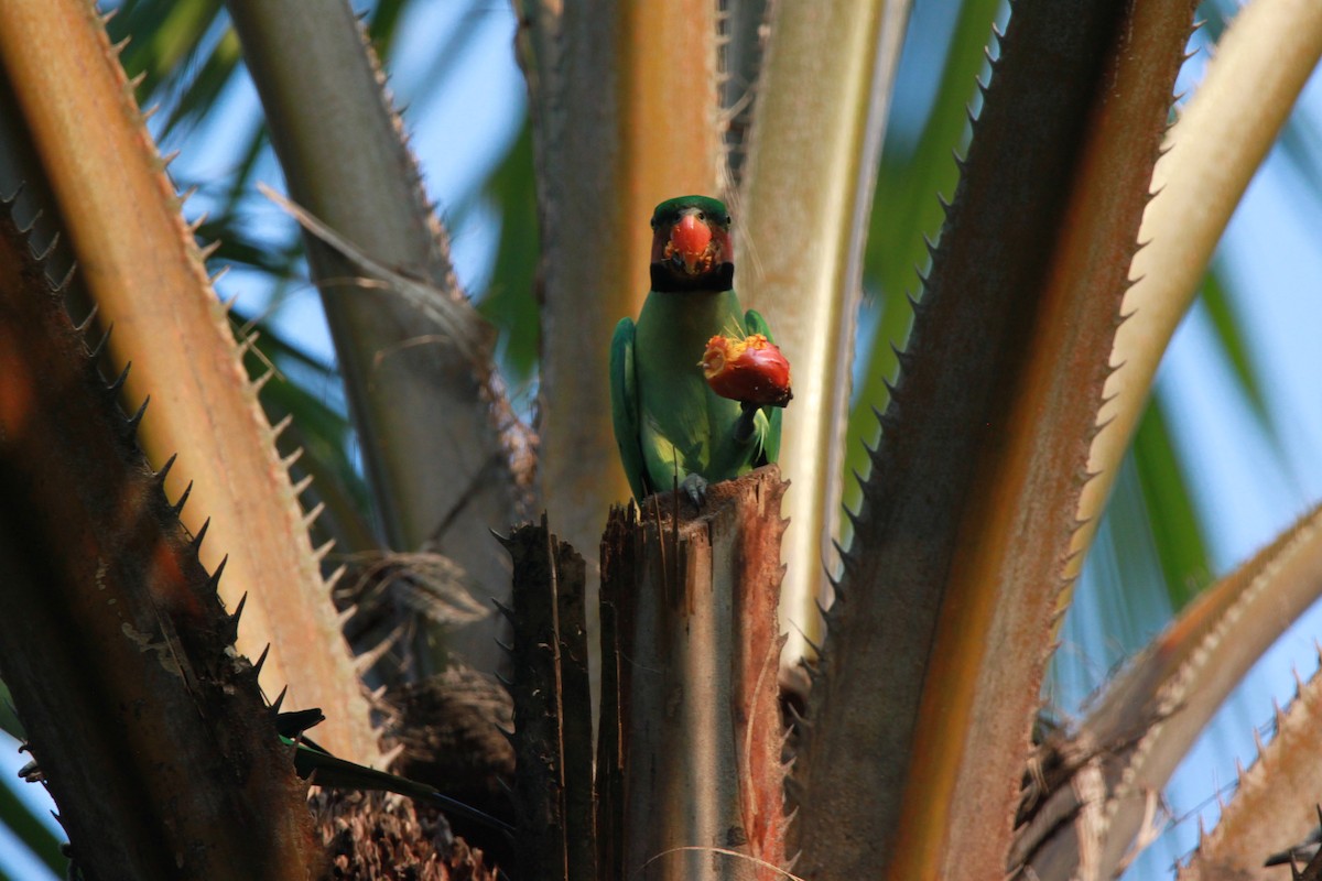 Long-tailed Parakeet - William Mahoney