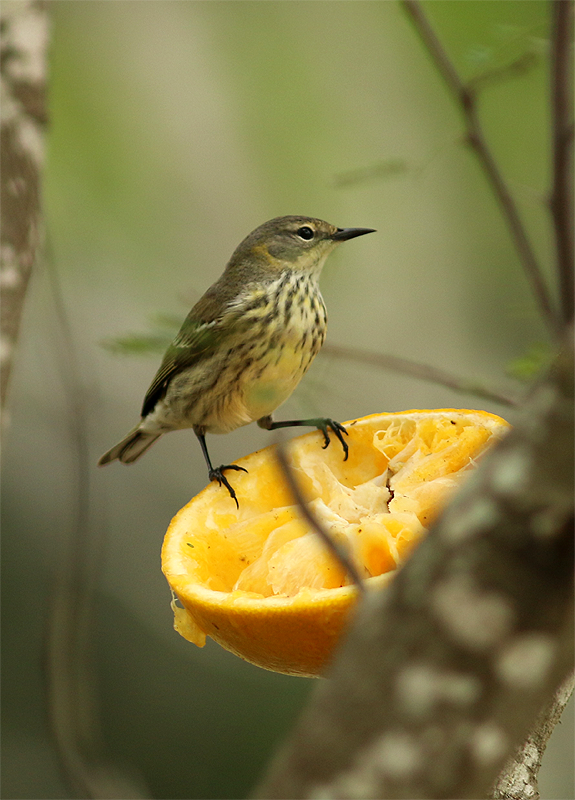 Cape May Warbler - ML98007641