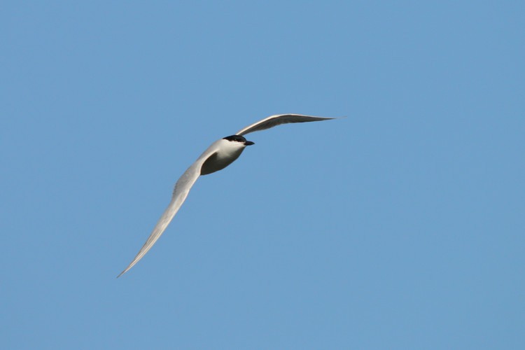 Gull-billed Tern - ML98007701