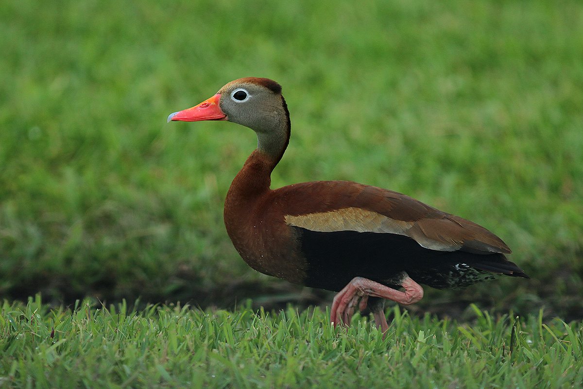 Black-bellied Whistling-Duck - Mike Fahay