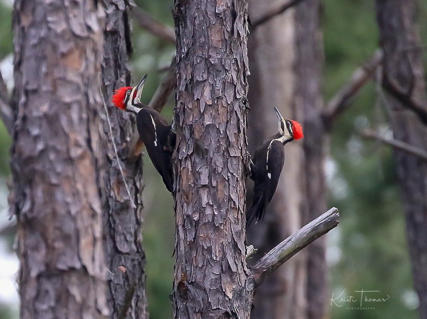 Pileated Woodpecker - Kristi  Thomas